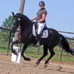 A rider in a helmet and equestrian attire rides a black horse in a fenced outdoor arena, performing a dressage movement.