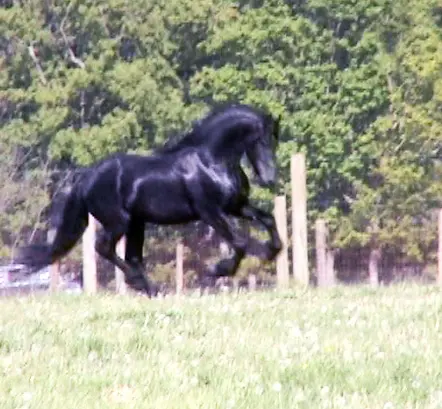 A black horse is running in a grassy field with trees and a fence in the background.