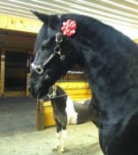 A black horse with a red flower clipped to its bridle standing inside a stable. Another horse can be seen in the background.