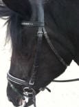 Close-up of a black horse's head wearing a bridle, viewed from the side.