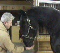 A person feeds a black horse indoors.