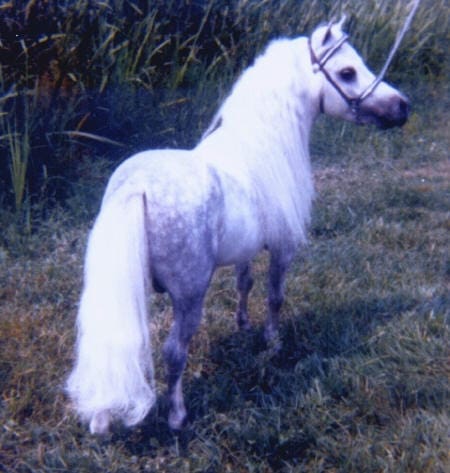 A small white horse with a long mane and tail stands in a grassy area, facing to the right. The horse is wearing a bridle.