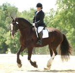 Kodiak_dressage 2008_small