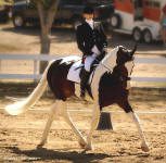 Maiden America-Dressage_small